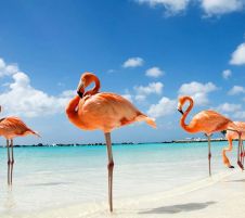 ЕКСКЛУЗИВНИ ОТСТЪПКИ - Почивка на о.Джерба, Тунис със самолет от София - 7 нощувки!